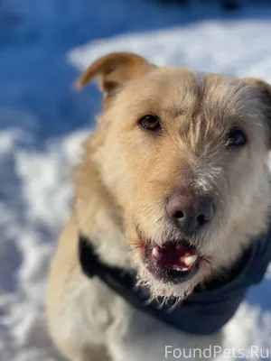 Потерялась собака 🐶 Мальчик, 1...