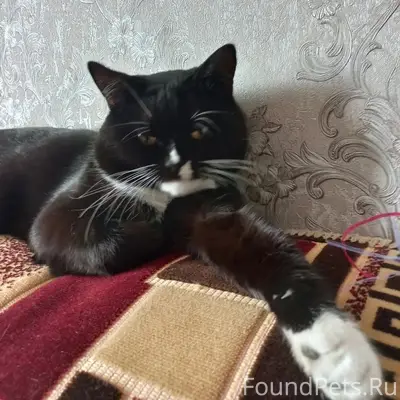 Пропал кот в районе улиц Коопе...