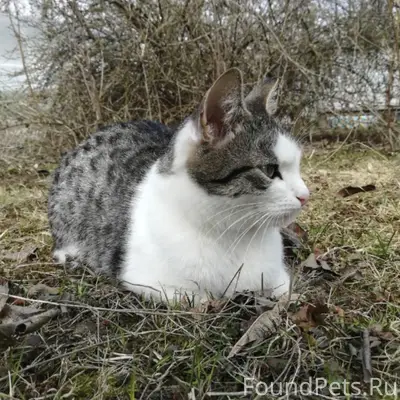 У семьи больших любителей Каши...