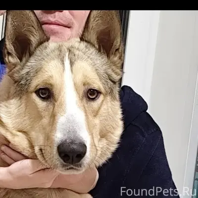 Здравствуйте. Убежал пёс.играл...