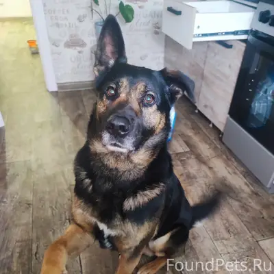 Найден пёс, большой хороший ма...