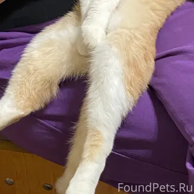 Пропал кот, в районе улиц Коло...