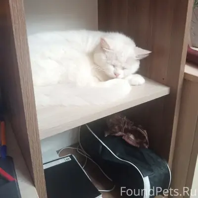 Пропала взрослая кошка. Вчера ...