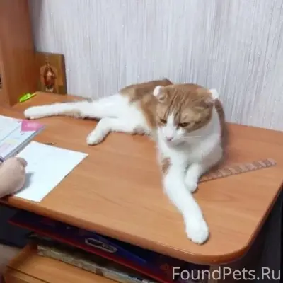 Найден кот на м.жукова д...