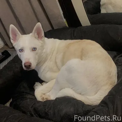 Пропала собака!!! белая окраса...