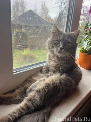 Пропал кот в деревне Большое Н...