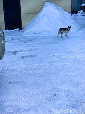 Чья собака? Уважаемые жители н...