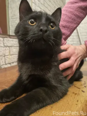 Найден котенок(приблизительно ...