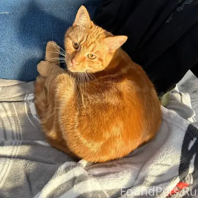 ПРОПАЛ КОТ 🥲 помогите вернуть ...