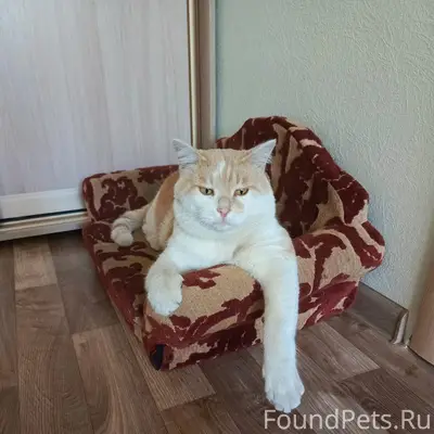 Пропал любимый ❤️кот Васенька ...