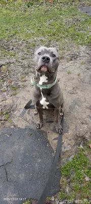 Потерялась собака стаффордширс...