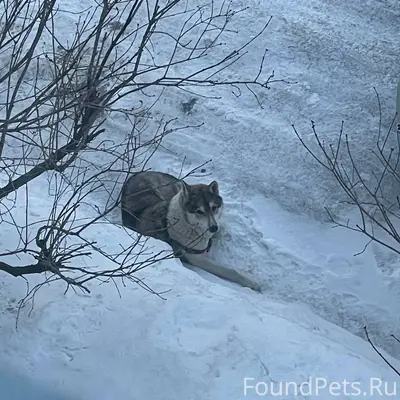 Второй день собака приходит на...