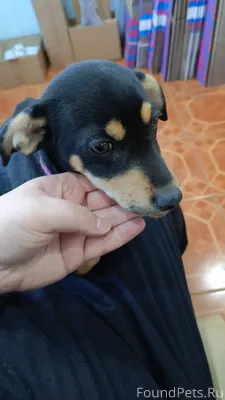 Найдена собака. Находиться на ...