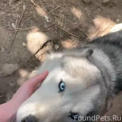 Убежала собака, хаска (зовут К...