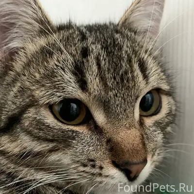 Добрый день, пропал кот около ...