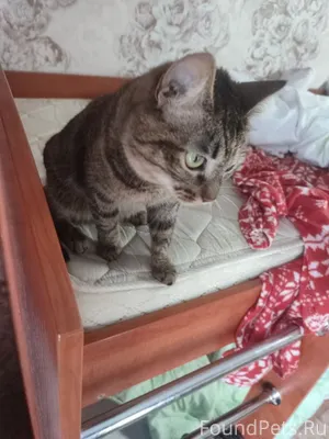 Пропала кошка 8 января на ул.....