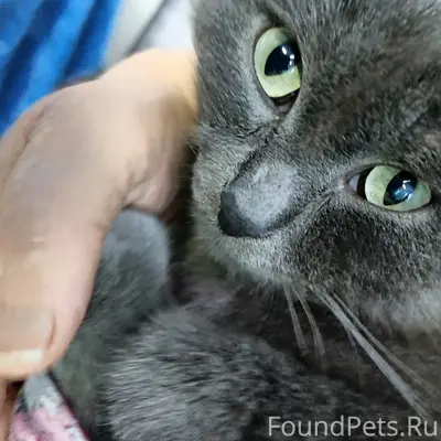 Пропал кот в районе ул. Клубно...