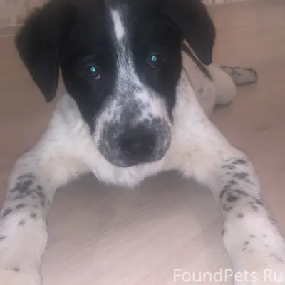 СРОЧНО‼️ Пропала собака по кли...
