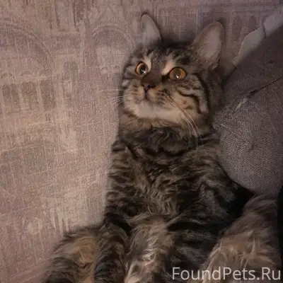 Пропал кот при переезде выбежа...