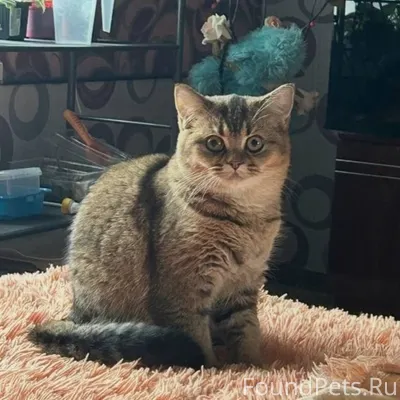 ПРОПАЛА КОШКА! 12.02.2026 улиц...