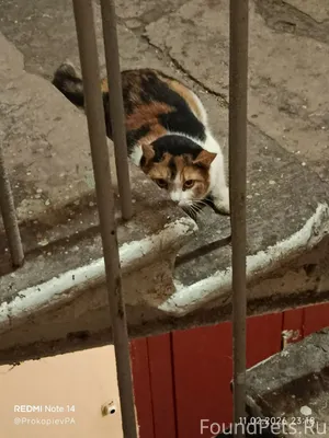 Санкт-Петербург #Найденакошка ...
