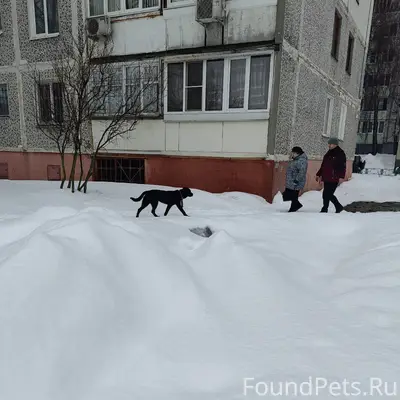 В микрорайоне Колычева, бегает...