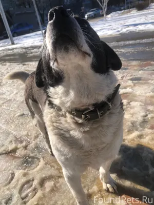 Потерялся пес(скорее всего мал...