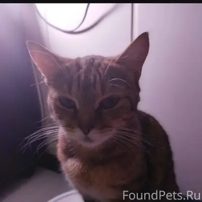 Всем, добрый день. Пропала кош...