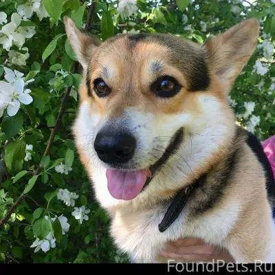 Пропала собака 12.02 в гурьяно...