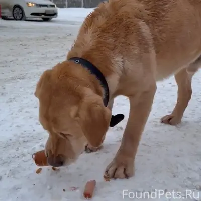 Найден пёс. На пузе шрам и...
