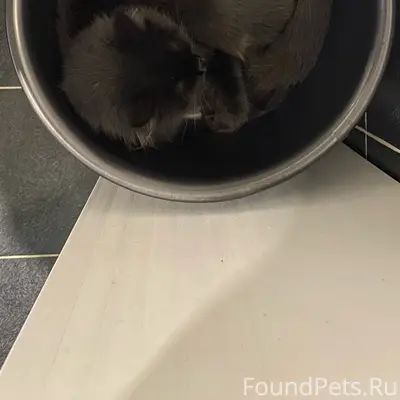 Пропал кот! По кличке Люцифер....
