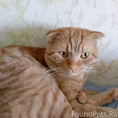 Район лтз найден кот 8 9...