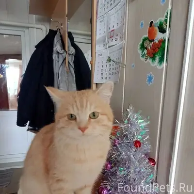 Пропал кот. Очень домашний, ла...