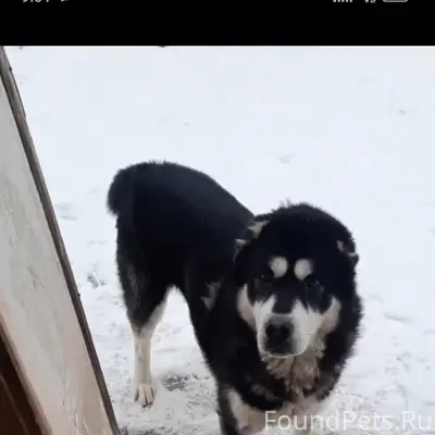 Убежала собака, кобель,кличка ...