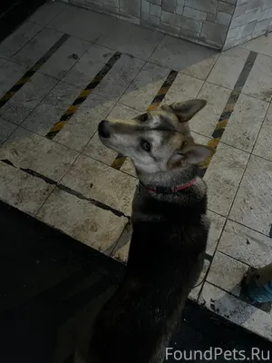 Похоже на потеряшку. А может с...