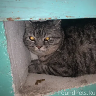 Найден кот или кошка,не дал...