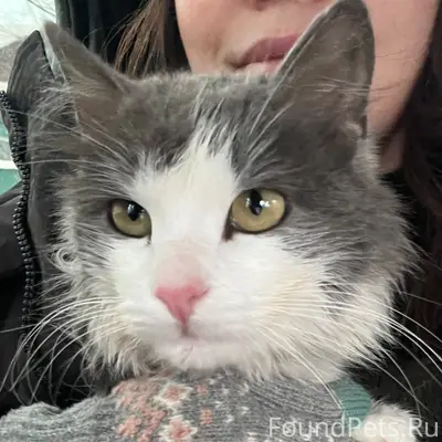 Найден кот в центре в районе.....