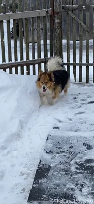 Пропала собака. Кличка Тошка. ...
