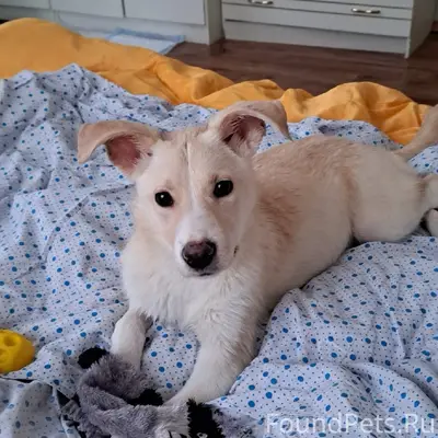 Найден в лесу щенок девочка, м...