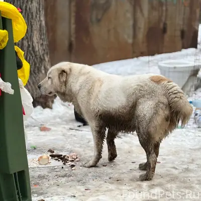 По улице Писемского бегает соб...