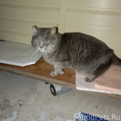 Котик ищет хозяев. Живёт по не...