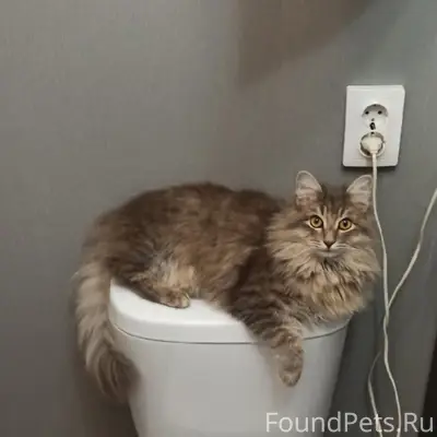 Пропал кот!!! Зовут Ханя, в ра...