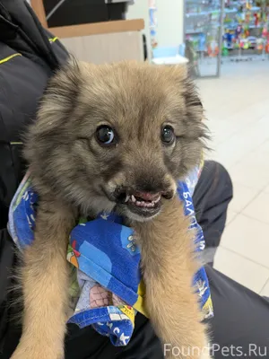 Ищет добрые, надежные руки дев...