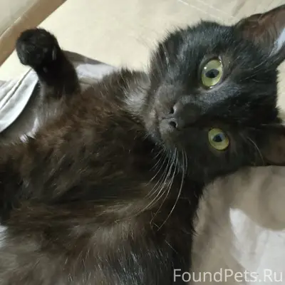 Пропала кошка🐈‍⬛ 10 февраля в ...