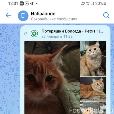 Если любимый питомец вдруг пот...