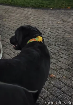 ‼️Пропала собака‼️ Лабрадор, д...