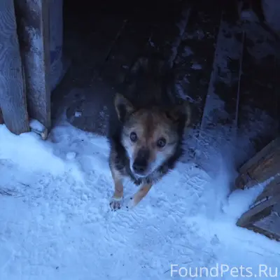 Может, кто-то потерял собаку? ...