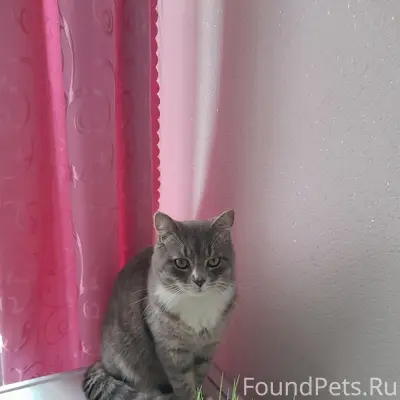 Пропал кот в районе жд больниц...