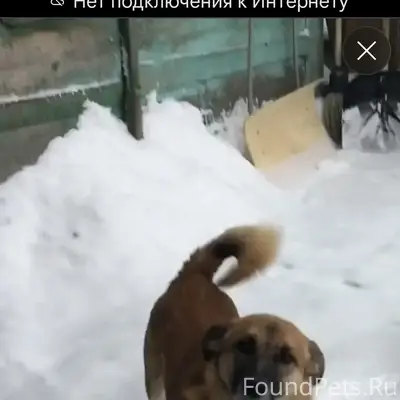 У нас пропал заводской пес, кл...