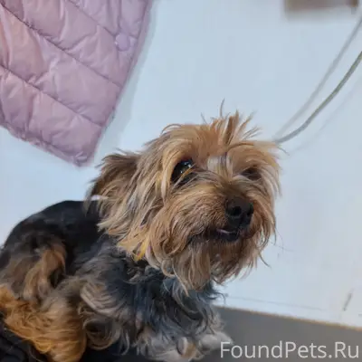 Найдена собака, Йорик в районе...